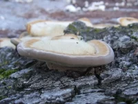 Ruig elfenbankje [Trametes hirsuta]